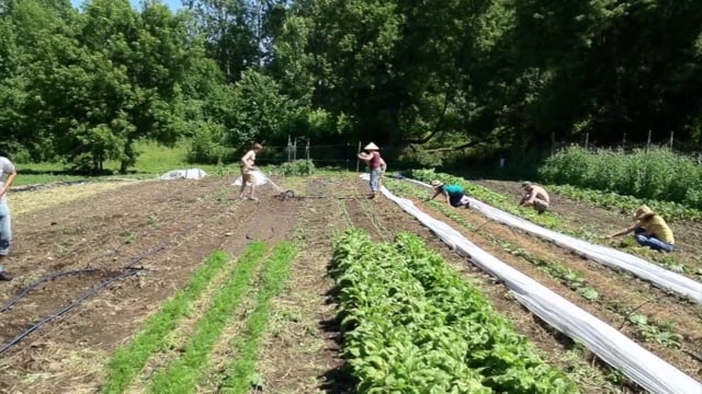 Agriculture urbaine à Montréal