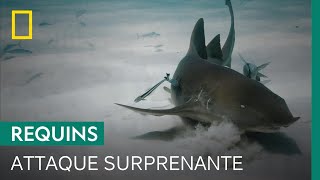 Documentaire Attaque inhabituelle d’un requin nourrice atlantique