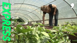 Documentaire Basilic : la saveur de l’été