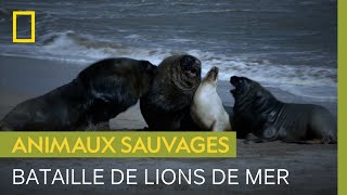 Battle royale : le combat sans merci des lions de mer