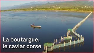 Documentaire Boutargue, le caviar Corse