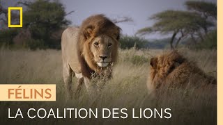 Documentaire Ce clan de lions atypique est dirigé par deux mâles dominants