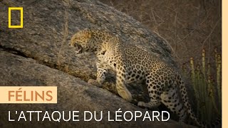 Documentaire Ce jeune léopard tente de tuer les petits de son rival