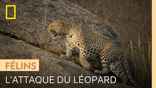 Ce jeune léopard tente de tuer les petits de son rival