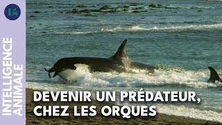 Documentaire Ce n’est pas Willy qu’il faut sauver : comment les orques apprennent à chasser