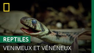 Documentaire Ce serpent asiatique stocke le venin de ses proies et s’en sert pour se défendre