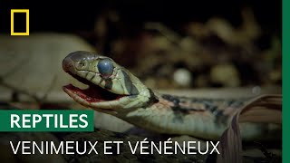 Ce serpent asiatique stocke le venin de ses proies et s'en sert pour se défendre