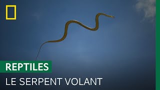 Ce serpent d'Asie plane dans les airs