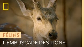 Documentaire Ces chitals se battent et ne voient pas les lionnes qui les guettent