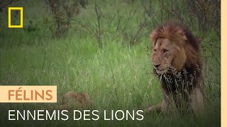 Ces deux herbivores parviennent à faire fuir les lions