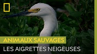 Cette famille modèle d'aigrettes neigeuses cache un secret macabre