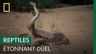 Cette lutte entre crotales est un mélange entre un combat de boxe et une battle de danse