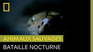 Chaque nuit peut être mortelle pour les tarsiers