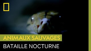 Documentaire Chaque nuit peut être mortelle pour les tarsiers