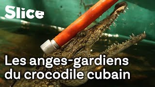 Cocodrileros: des cow-boys au service des crocodiles