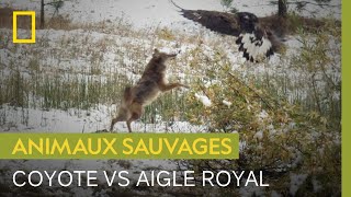 Documentaire Combat entre coyote et aigle royal pour un morceau de viande