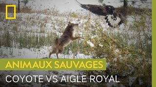 Combat entre coyote et aigle royal pour un morceau de viande