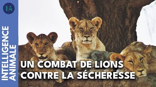 Comment ces lionnes et leurs lionceaux vont-ils survivre à la sécheresse ?