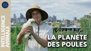 Comment les poules ont parcouru les 5 continents