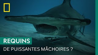 Comment mesurer la puissance des mâchoires du requin ?