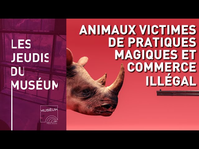 Animaux victimes de pratiques magiques et commerce illégal