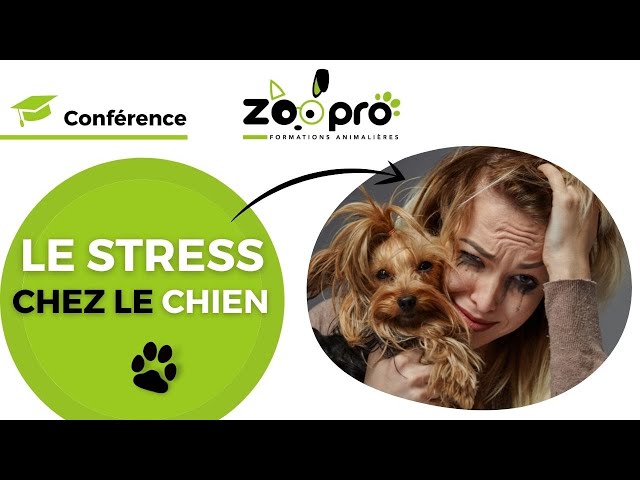 Documentaire Comment gérer le stress chez le chien ?