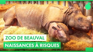 Documentaire Des rhinocéros aux bébés tigres blancs du Zoo de Beauval