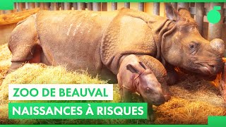 Des rhinocéros aux bébés tigres blancs du Zoo de Beauval