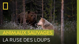 Deux loups rusent pour voler une carcasse aux ours