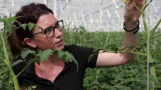 Elle cherche à produire le top model de la tomate cerise