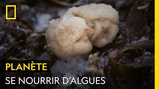 Documentaire En Alaska, les algues sont une source de nourriture comme les autres