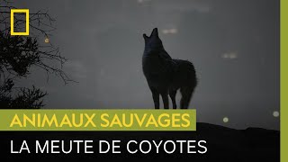 Documentaire En frappant un coyote pour se défendre, cet homme a attiré la meute