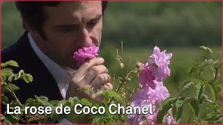 Fragrance N°5, parfum de Grasse