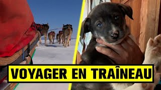 Il vit avec 38 chien dans une Yourte