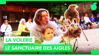 Il est le papa de 70 aigles