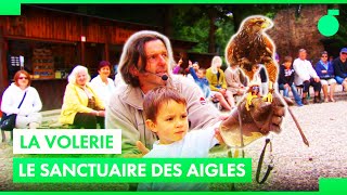 Documentaire Il est le papa de 70 aigles