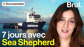 Il n’en resterait que 6 : la course pour sauver les vaquitas des braconniers