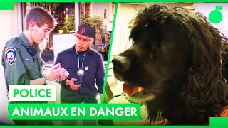 La brigade de la protection des animaux de San Francisco en action !