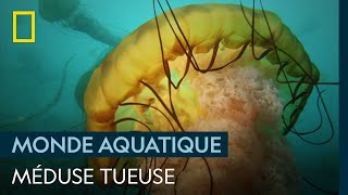 Documentaire La méduse Chrysaora quinquecirrha, tueuse marine