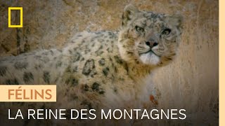 Documentaire La panthère des neiges, reine des montagnes