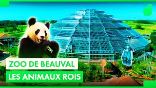 Documentaire La success story du zoo de Beauval