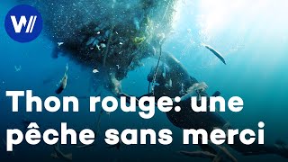 La surpêche du thon : un désastre pour les pêcheurs et l'environnement
