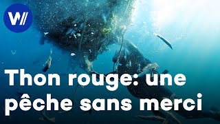 Documentaire La surpêche du thon : un désastre pour les pêcheurs et l’environnement