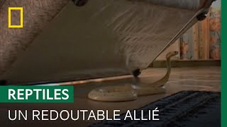 La technique infaillible de ce chasseur de serpent pour débusquer un dangereux cobra