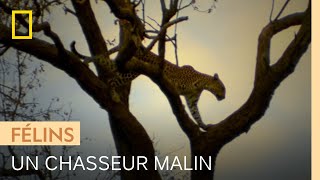 La technique ingénieuse de ce léopard pour attraper des singes