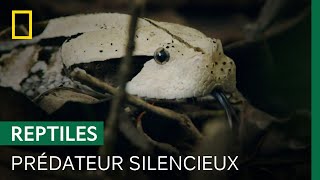 La vipère du Gabon de l'Ouest, silencieuse, solitaire et redoutable