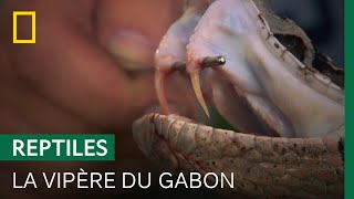 Documentaire La vipère du Gabon, plus grosse vipère au monde