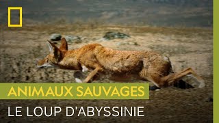 Documentaire L’approche discrète du loup d’Abyssinie pour surprendre un rat-taupe géant