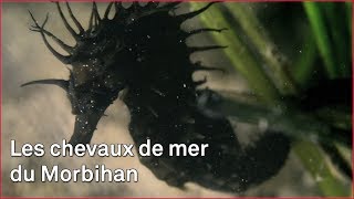 Documentaire Le cheval de mer du Morbihan