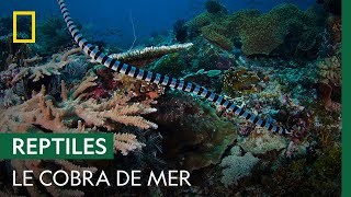 Documentaire Le cobra de mer, redoutable serpent capable de nager pendant 8 heures d’affilée